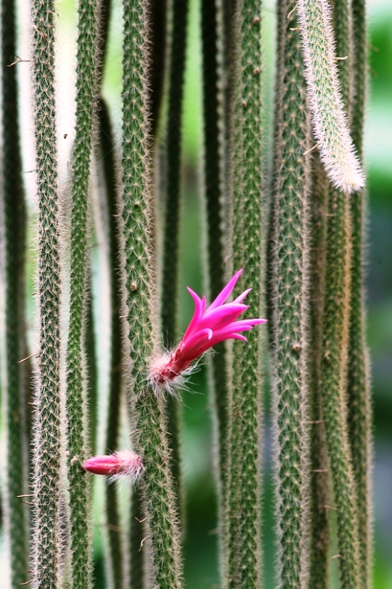 Die beliebtesten Kaktus Arten für den Innenraum Peitschenkaktus (Aporocactus flagelliformis) lang schlangen kaktus
