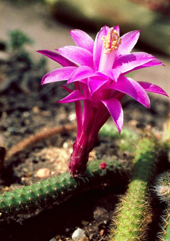 Die beliebtesten Kaktus Arten für den Innenraum Peitschenkaktus (Aporocactus flagelliformis) rosa lila blüte nahe
