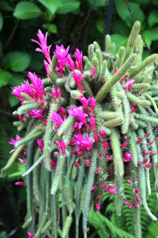 Die beliebtesten Kaktus Arten für den Innenraum Peitschenkaktus (Aporocactus flagelliformis) viele blüten langer hängender kaktus