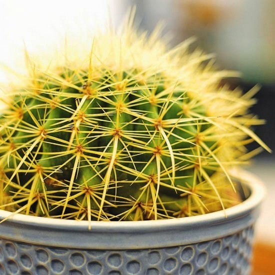 Die beliebtesten Kaktus Arten für den Innenraum Schwiegermutterstuhl (Echinocactus grusonii) kakteen hübsch aber stachelig