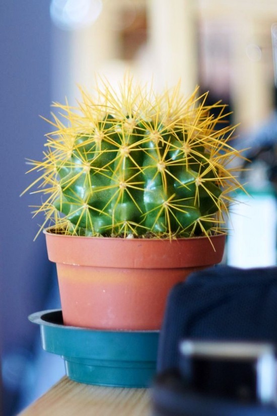 Die beliebtesten Kaktus Arten für den Innenraum Schwiegermutterstuhl (Echinocactus grusonii) lebende dekorationen