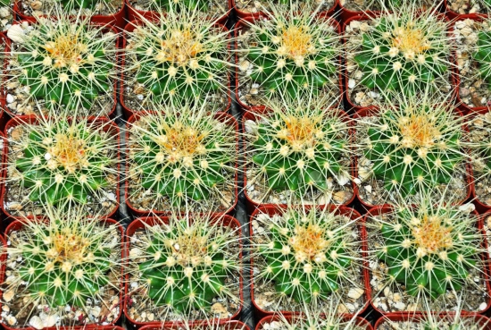 Die beliebtesten Kaktus Arten für den Innenraum Schwiegermutterstuhl (Echinocactus grusonii) viele kleine kakteen