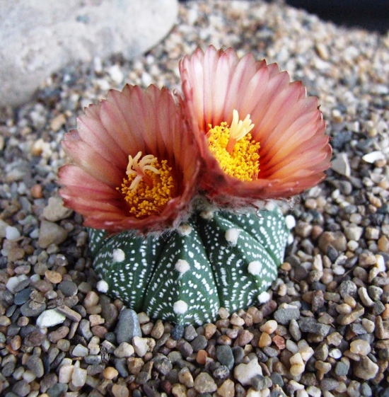 Die beliebtesten Kaktus Arten für den Innenraum Seeigelkaktus (Astrophytum asterias) beige rosa blüten groß