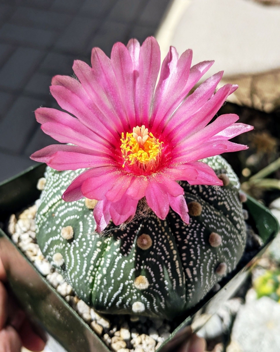 Die beliebtesten Kaktus Arten für den Innenraum Seeigelkaktus (Astrophytum asterias) rosa blüte stachel los