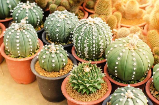 Die beliebtesten Kaktus Arten für den Innenraum Seeigelkaktus (Astrophytum asterias) verschiedene mutationen