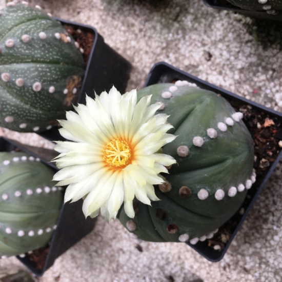 Die beliebtesten Kaktus Arten für den Innenraum Seeigelkaktus (Astrophytum asterias) weiße blüte süß