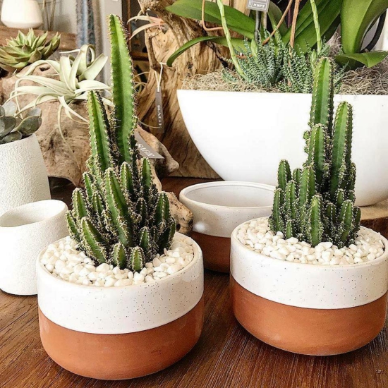 Die beliebtesten Kaktus Arten für den Innenraum bemalten töpfe mit kiesel kakteen