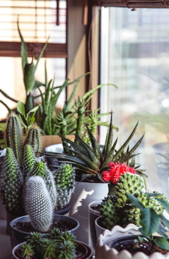 Die beliebtesten Kaktus Arten für den Innenraum fensterbrett mit kakteen befüllen
