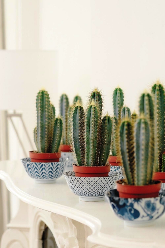 Die beliebtesten Kaktus Arten für den Innenraum kakteen in schönen blauen töpfen