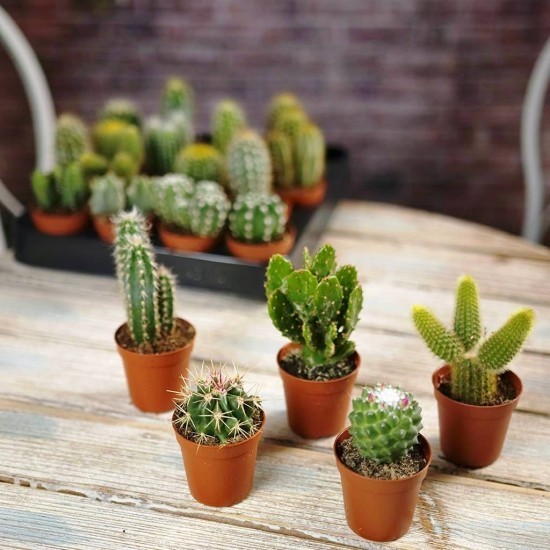 Die beliebtesten Kaktus Arten für den Innenraum kleine kakteen für jeden wohnraum