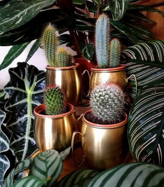 Die beliebtesten Kaktus Arten für den Innenraum verschiedene kakteen goldene tassen töpfe