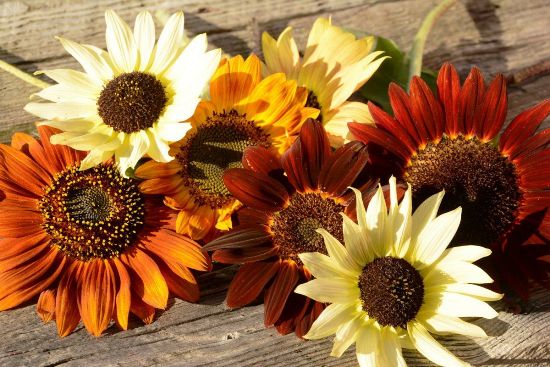 80 umwerfende Ideen und 2 einfache Anleitungen zum Sonnenblume Basteln verschiedene farben natürliche sonnenblumen