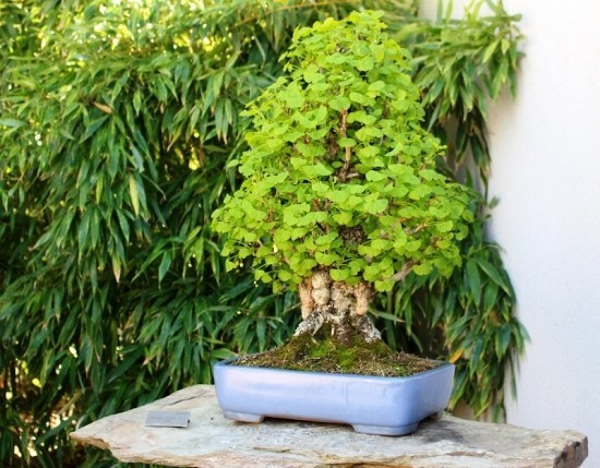 Ginkgo Baum als Bonsai pflegen und einem lebenden Fossil willkommen heißen bonsai ginkgo baum dicker stamm