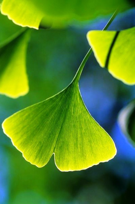Ginkgo Baum als Bonsai pflegen und einem lebenden Fossil willkommen heißen charakteristisches grünes blatt vom ginkgo biloba