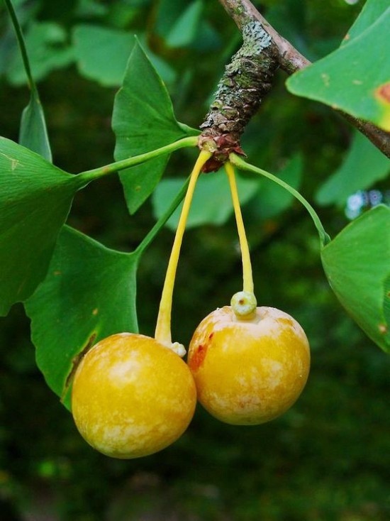 Ginkgo Baum als Bonsai pflegen und einem lebenden Fossil willkommen heißen die stinkende frucht des weibchen
