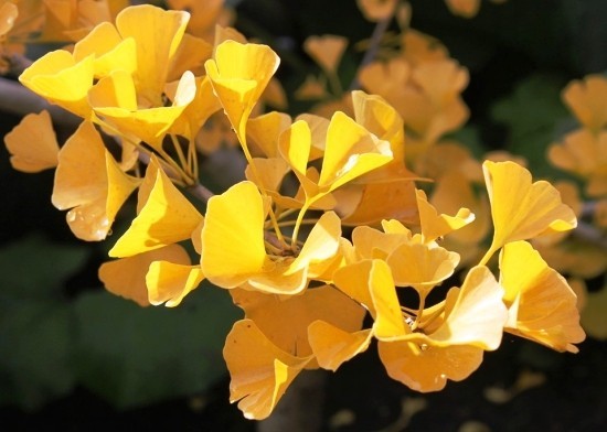 Ginkgo Baum als Bonsai pflegen und einem lebenden Fossil willkommen heißen ginkgo biloba in herbst gelb