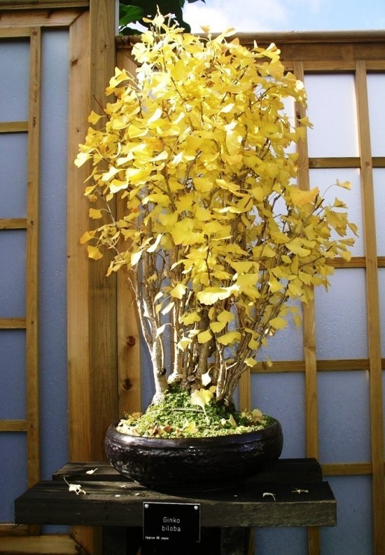 Ginkgo Baum als Bonsai pflegen und einem lebenden Fossil willkommen heißen ginkgo bonsai wird gelb