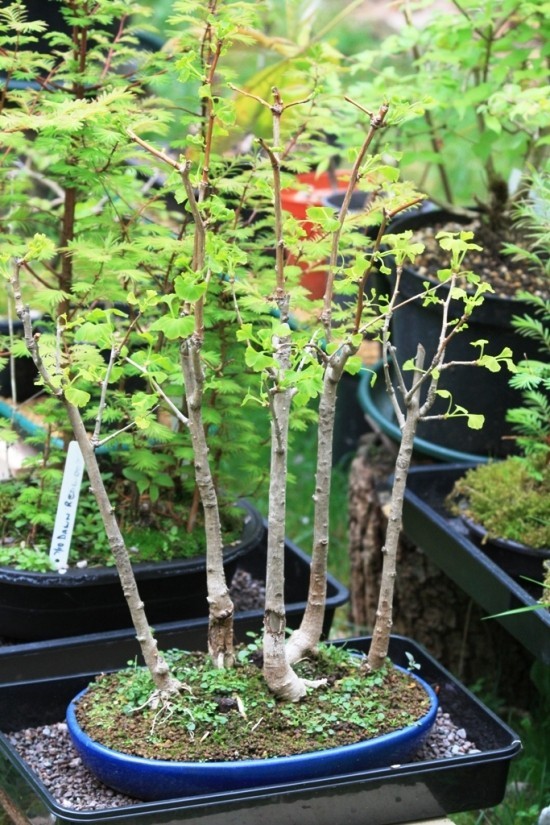 Ginkgo Baum als Bonsai pflegen und einem lebenden Fossil willkommen heißen gruppe bonsai ginkgo wald