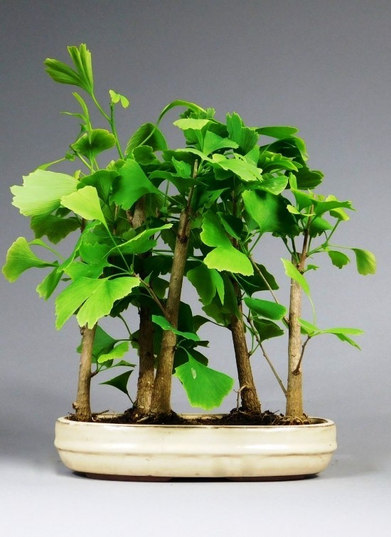 Ginkgo Baum als Bonsai pflegen und einem lebenden Fossil willkommen heißen kleiner bonsai wald aus ginkgo