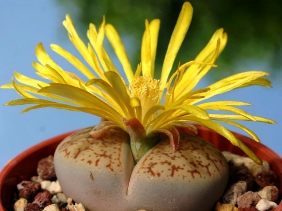 Lebende Steine ​​Lithops richtig pflegen und zum Blühen bringen bunte sukkulente mit blume