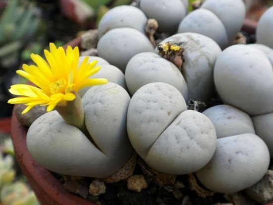 Lebende Steine ​​Lithops richtig pflegen und zum Blühen bringen graue sukkulente mit blume gelb