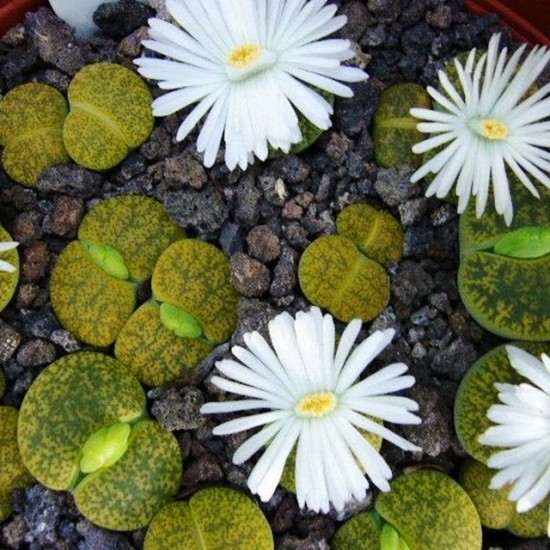 Lebende Steine ​​Lithops richtig pflegen und zum Blühen bringen grüne sukkulenten mit weißen blüten