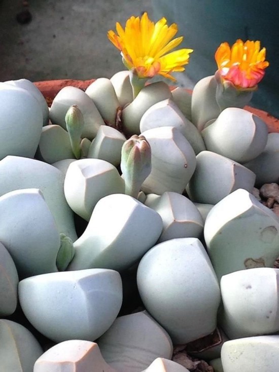 Lebende Steine ​​Lithops richtig pflegen und zum Blühen bringen kiesel optik weiß mit blume sukkuleten