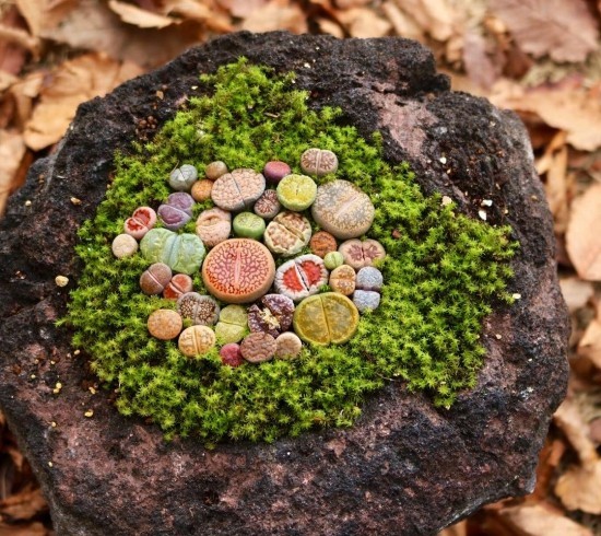 Lebende Steine ​​Lithops richtig pflegen und zum Blühen bringen kleine sukkuleten wachsen aus moos