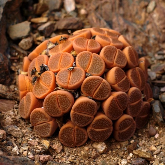 Lebende Steine ​​Lithops richtig pflegen und zum Blühen bringen kugel aus orange sukkulenten kieseln