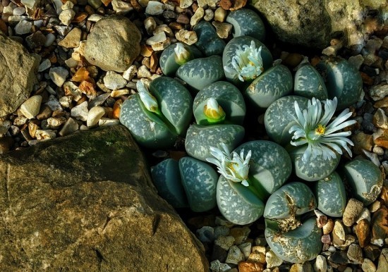 Lebende Steine ​​Lithops richtig pflegen und zum Blühen bringen sukkulenten unter kieseln in der natur