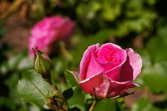 rosenarten rosen züchten rosen im kübel