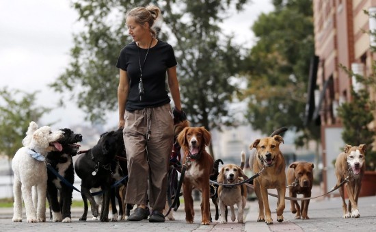 25 amüsante Ideen für ein schönes Wochenende hunde spazieren gehen