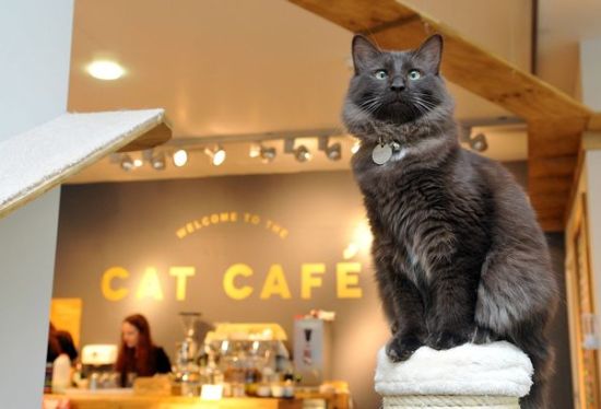 25 amüsante Ideen für ein schönes Wochenende katzencafe besuchen