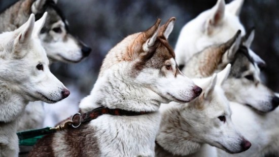 Die ketogene Diät Vor- und Nachteile des Food Trends schlittenhunde huskies