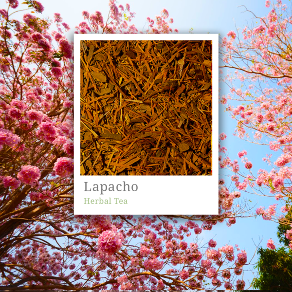 Lapacho Tee Wirkung Lapacho Baum Südamerika Tee der Inkas