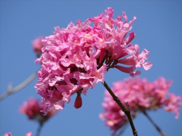Lapacho Tee Wirkung Lapacho Baum rosafarbene Blüten