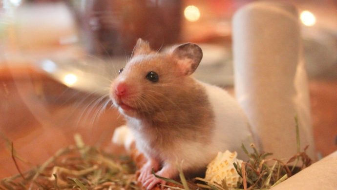 Tierfreundliche Tipps und DIY Ideen zum Hamsterkäfig einrichten