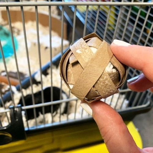 Tierfreundliche Tipps und DIY Ideen zum Hamsterkäfig einrichten ball aus papprollen und snacks