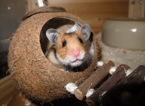 Tierfreundliche Tipps und DIY Ideen zum Hamsterkäfig einrichten hamster in kokosnuss