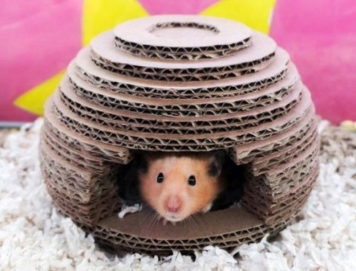Tierfreundliche Tipps und DIY Ideen zum Hamsterkäfig einrichten haus aus karton ball