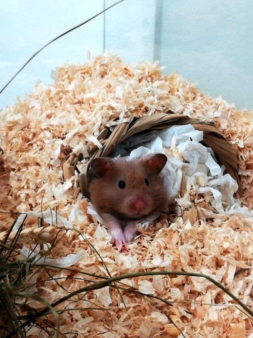 Tierfreundliche Tipps und DIY Ideen zum Hamsterkäfig einrichten haus nest zum wühlen