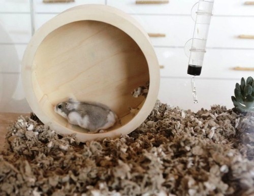 Tierfreundliche Tipps und DIY Ideen zum Hamsterkäfig einrichten laufrad aus holz diy