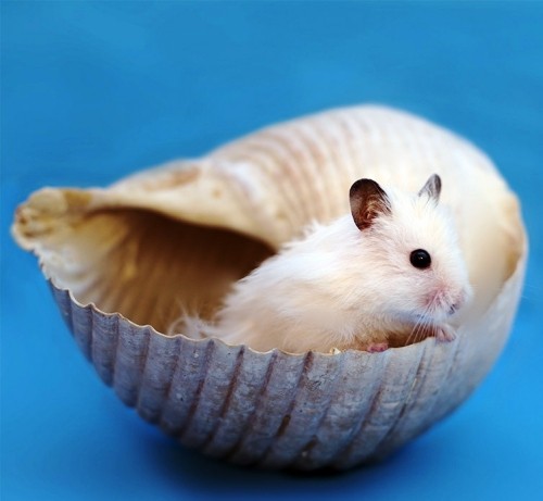 Tierfreundliche Tipps und DIY Ideen zum Hamsterkäfig einrichten muschel mit zwerghamster