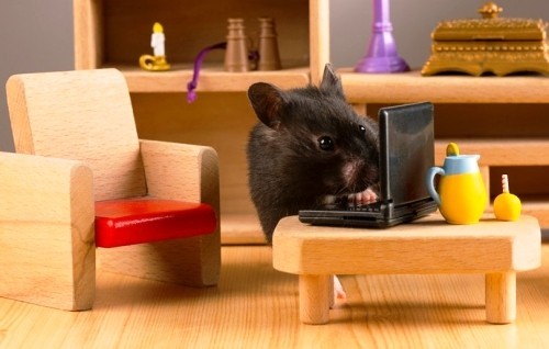 Tierfreundliche Tipps und DIY Ideen zum Hamsterkäfig einrichten puppenhaus für hamster