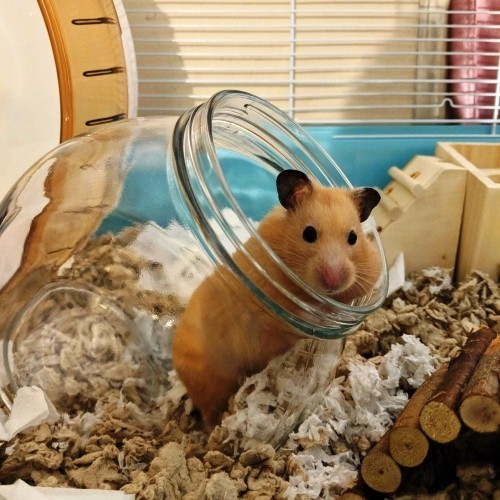 Tierfreundliche Tipps und DIY Ideen zum Hamsterkäfig einrichten sandbad im glas hamster