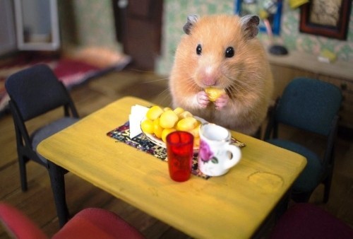 Tierfreundliche Tipps und DIY Ideen zum Hamsterkäfig einrichten wohnung für hamster tisch stühle