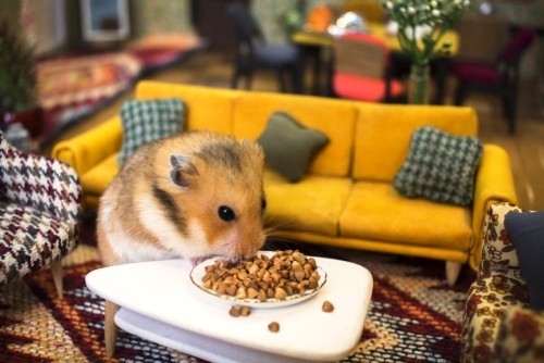 Tierfreundliche Tipps und DIY Ideen zum Hamsterkäfig einrichten wohnzimmer für hamster puppenhaus