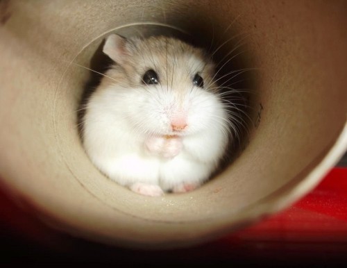 Tierfreundliche Tipps und DIY Ideen zum Hamsterkäfig einrichten zwerghamster in papierrolle