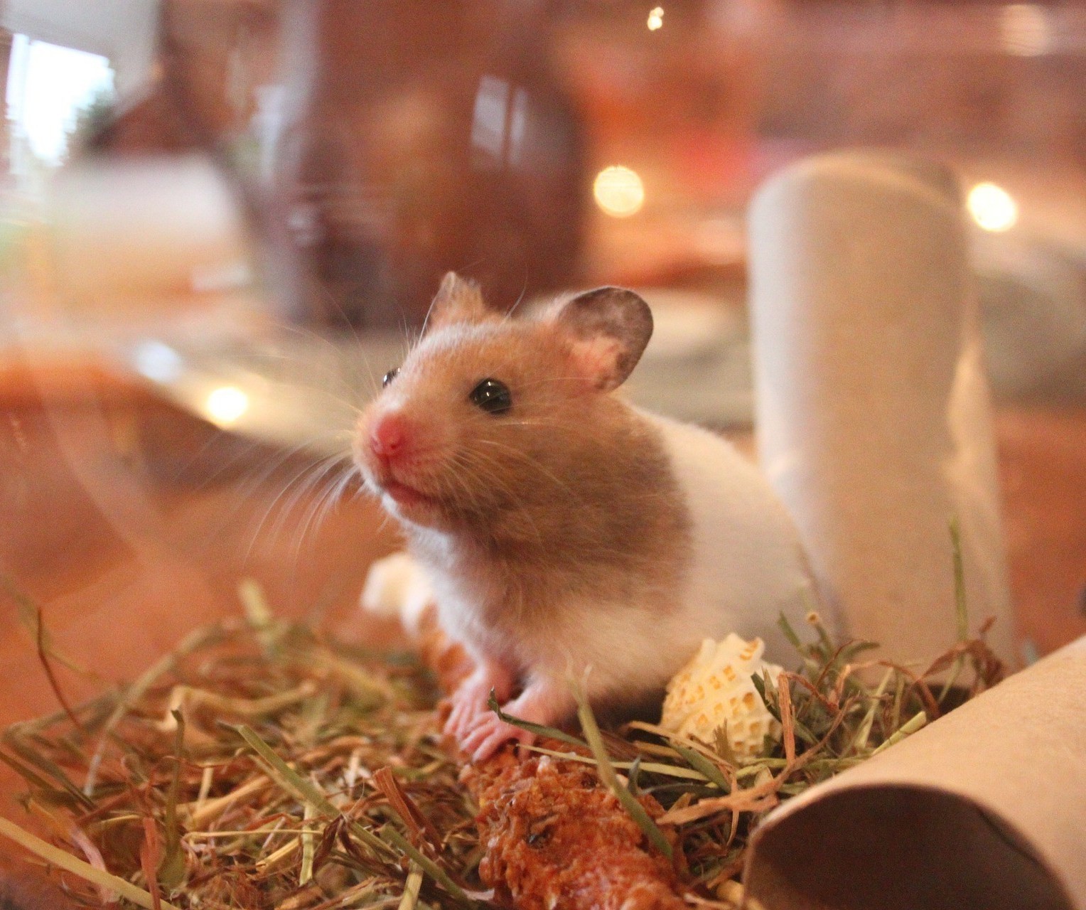 Tierfreundliche Tipps und DIY Ideen zum Hamsterkäfig einrichten