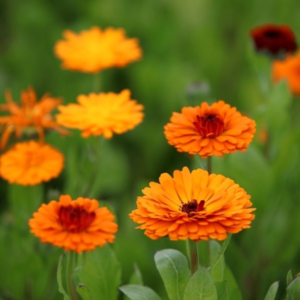 Top 5 Pflanzen gegen Mücken und Fliegen ringelblumen hübsch orange gesund